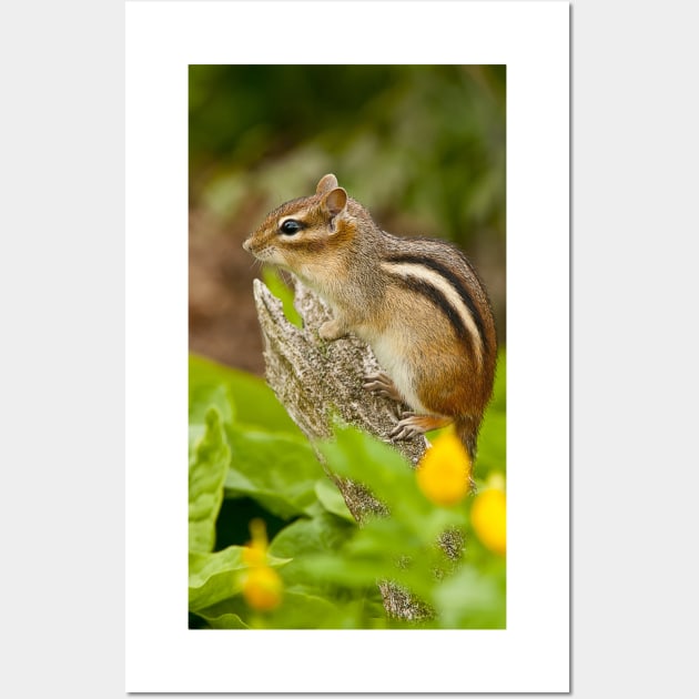 Chipmunk Wall Art by jaydee1400